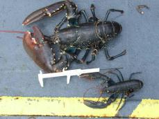 Survey Lobsters
